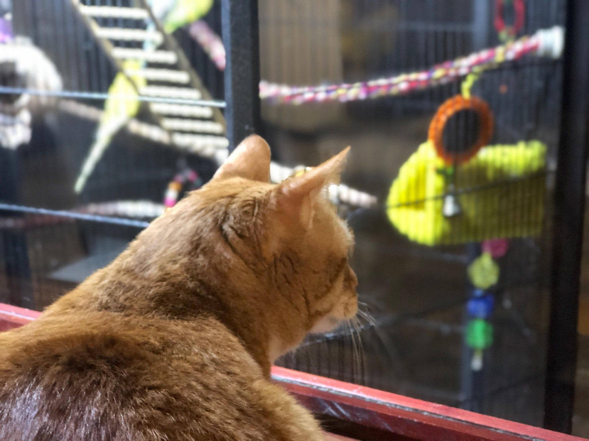 cat being entertained by the office parakeets from inside the playroom