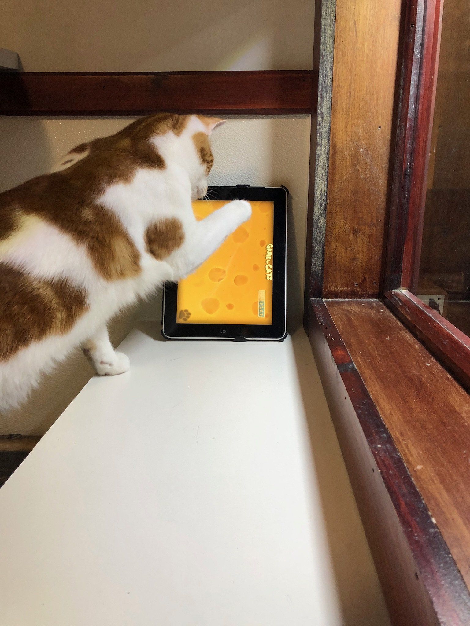 cat playing ipad games in our playroom