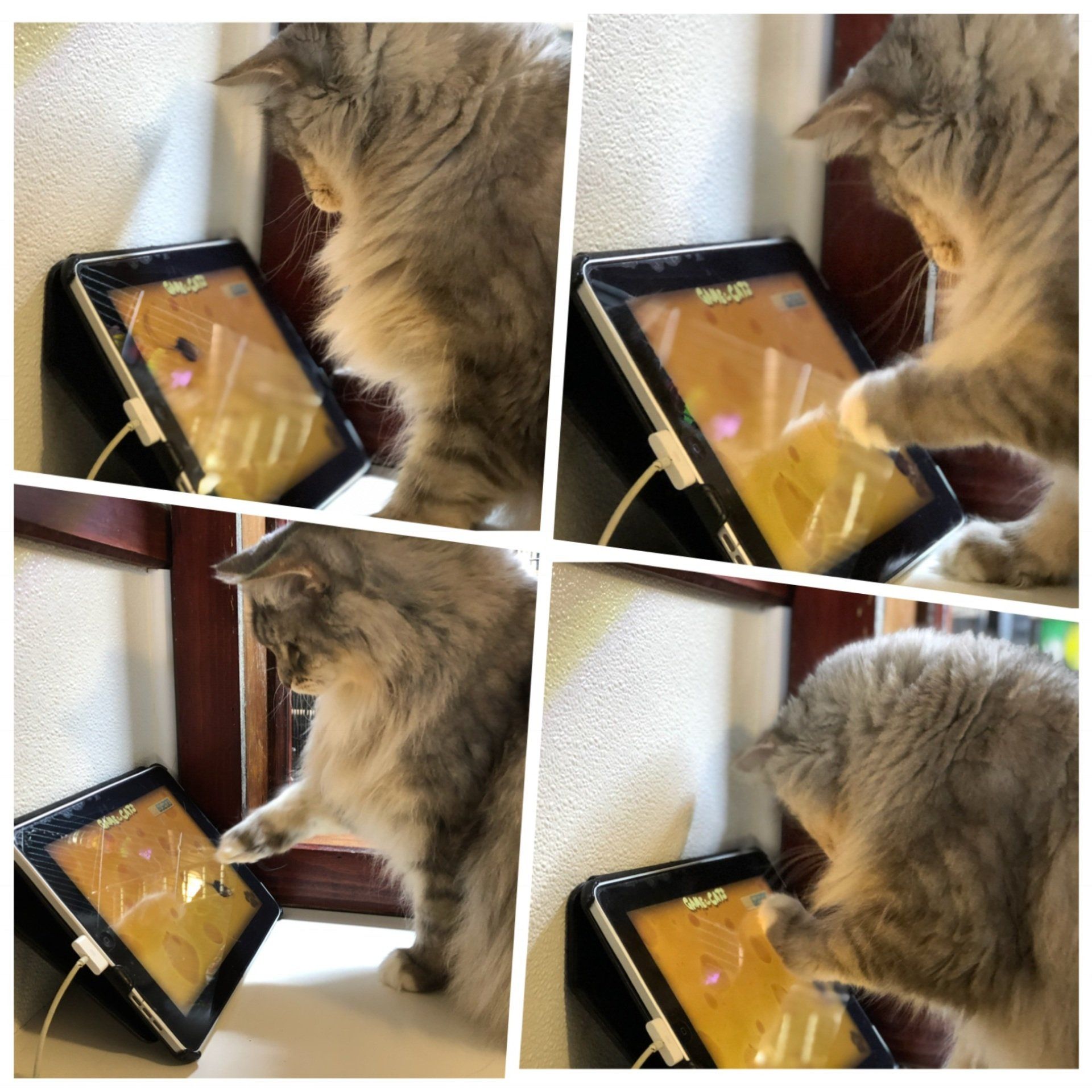 photo of a guest playing with one of the cat games on the iPad