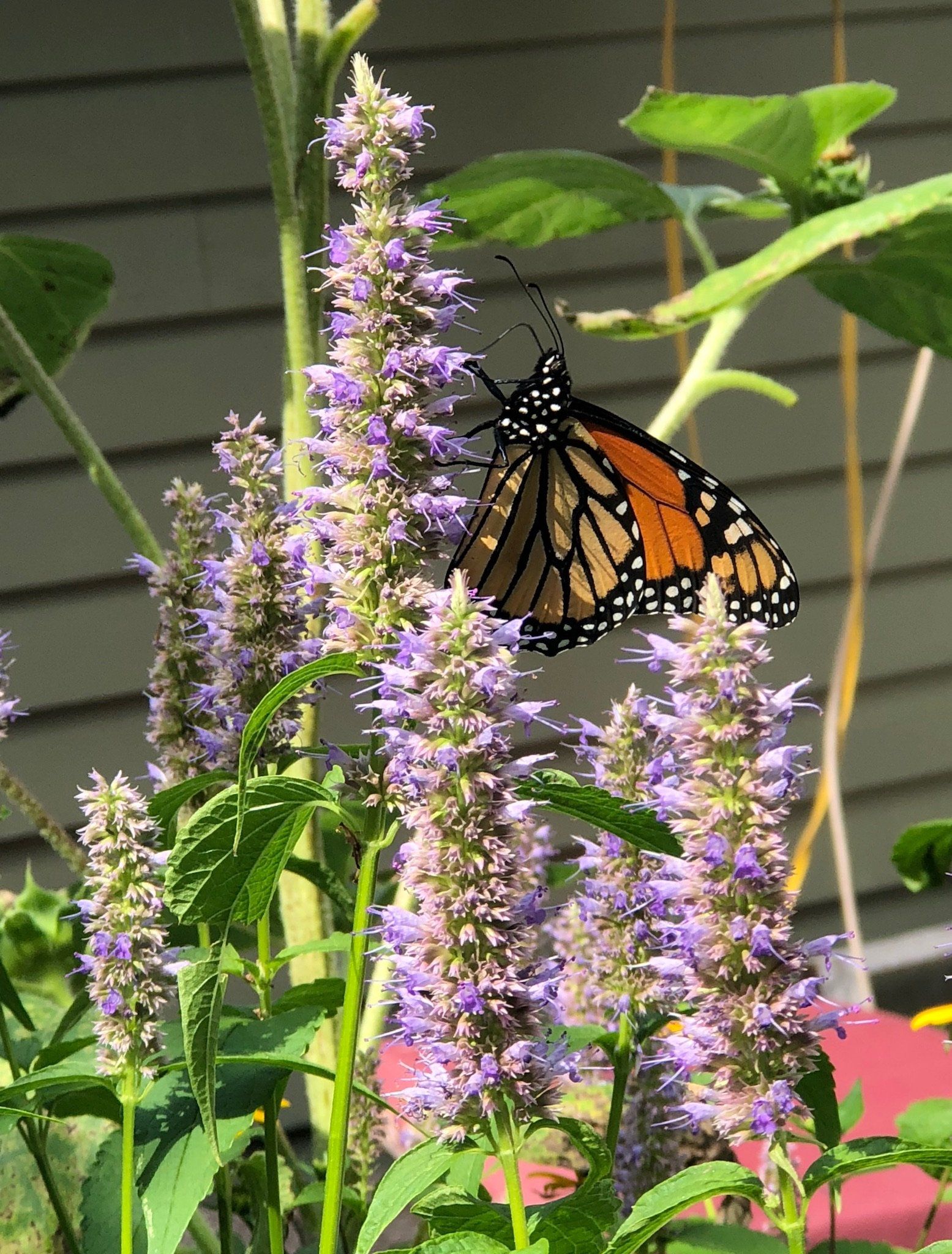 pollinator gardens around our property attract butterflies, bees & hummingbirds