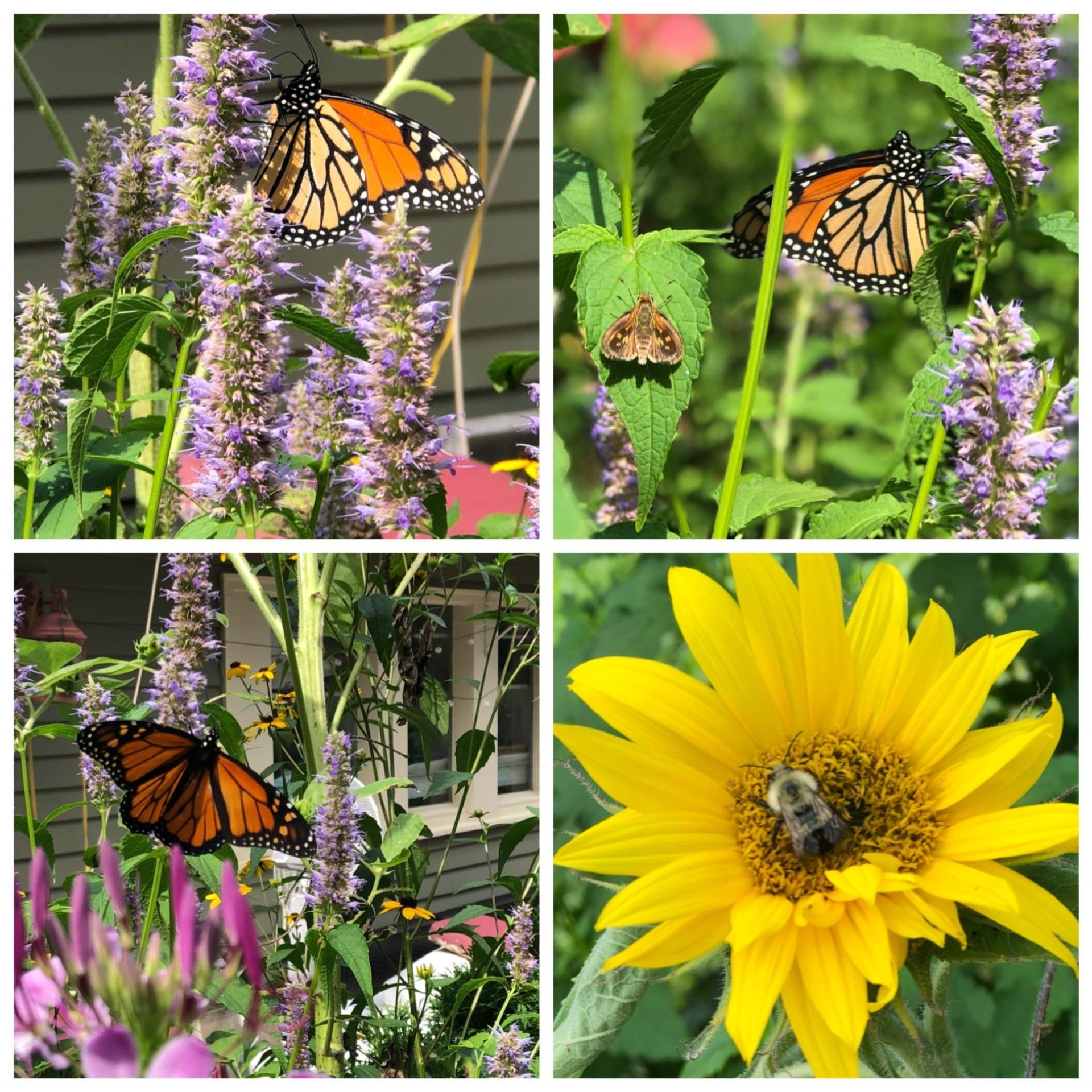 pollinator gardens around our property attract butterflies, bees & hummingbirds