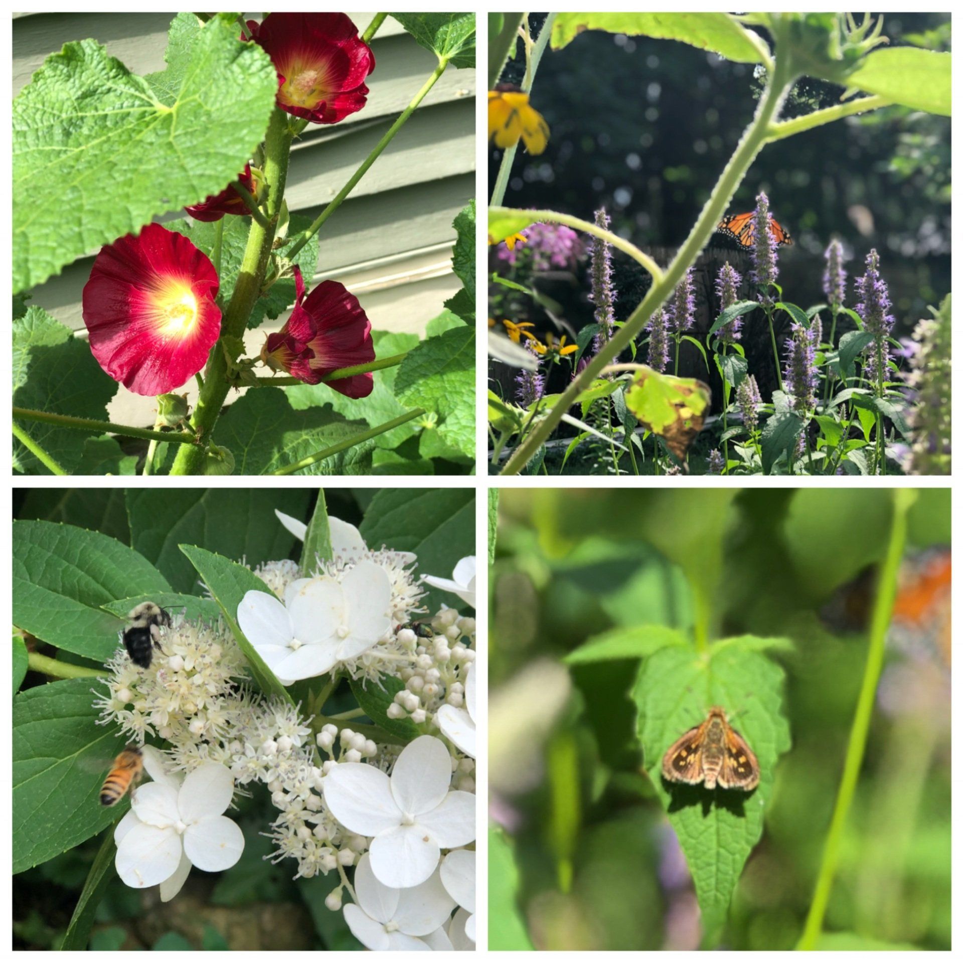 pollinator gardens 