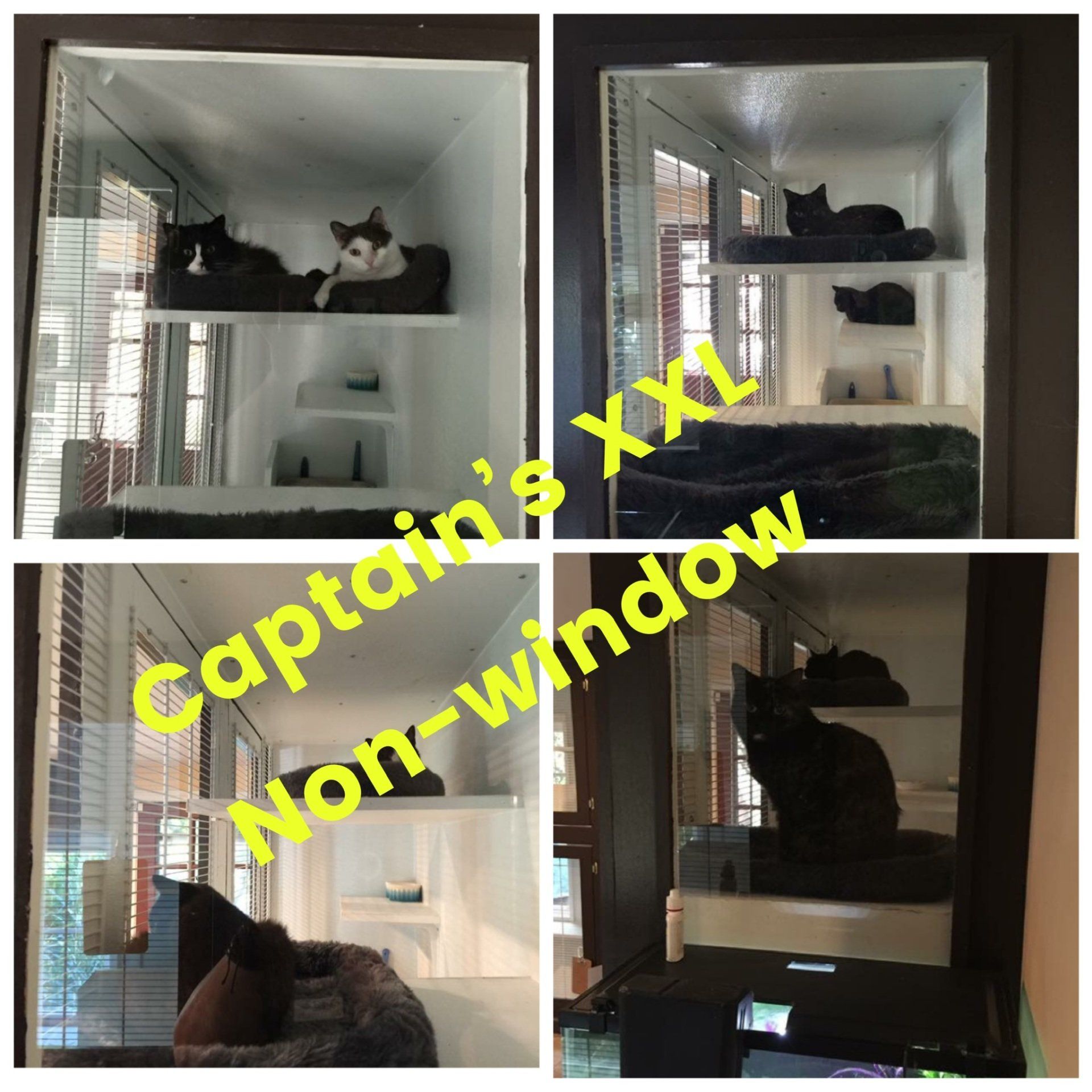 Captain's XXL cat boarding unit at luxury hotel kennel