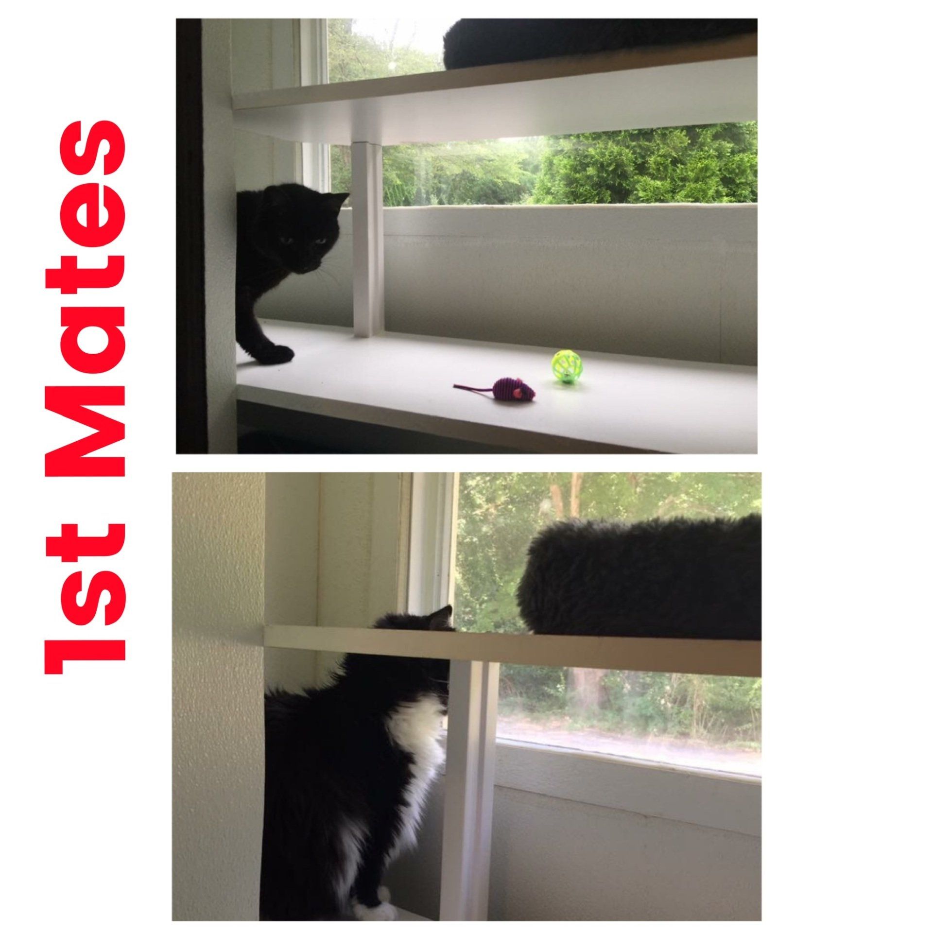 1st Mates cat boarding suite in our boarding kennel