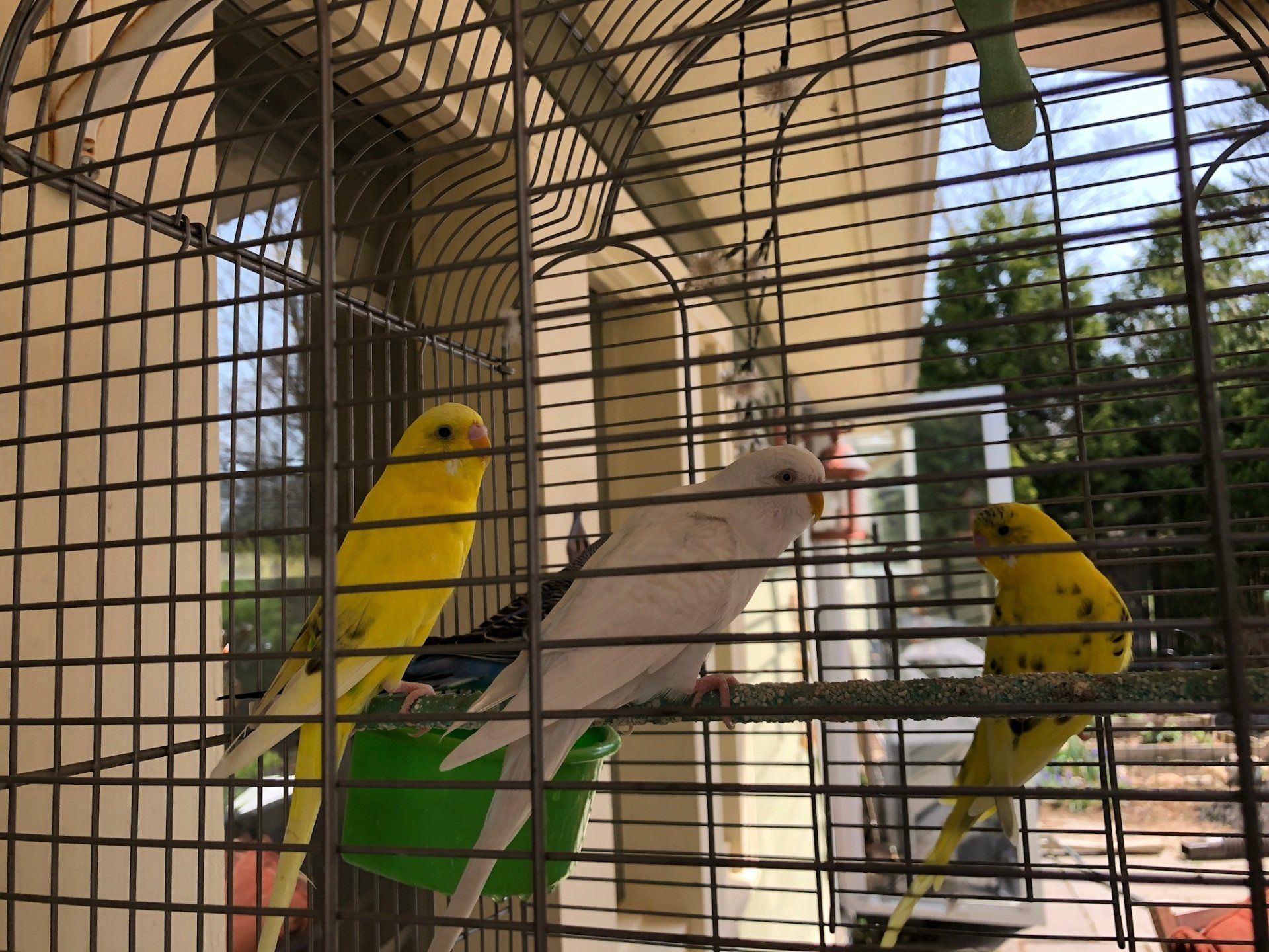 office parakeets entertain our guests & in this picture get a little time outside in a travel avairy 
