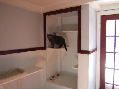 picture of a guest / cat in our playroom
