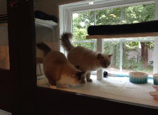 many of our past & returning cat boarding guests enjoying the kitty entertainment & amenities at our kennel