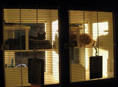 photo of cats in units in room 1