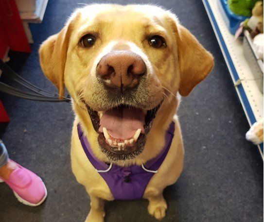 Uniquely designed Perfect Fit harness