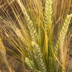Barley Barley - CHS Broadbent