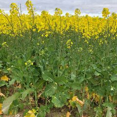 Canola Canola - CHS Broadbent