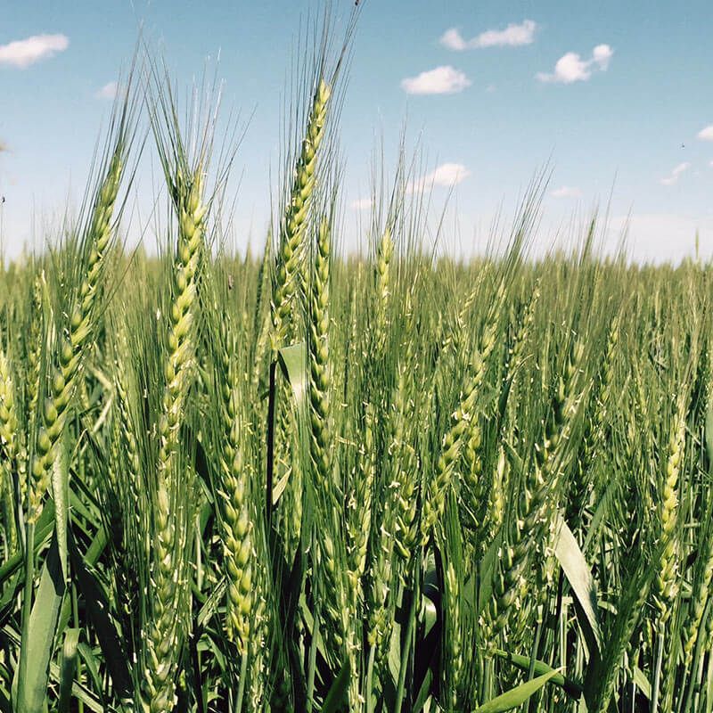 Grain Marketing Services - CHS Broadbent