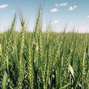 Grain Marketing Services Grain Marketing Services - CHS Broadbent