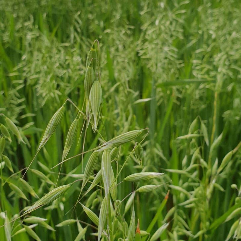 Oats Oats - CHS Broadbent