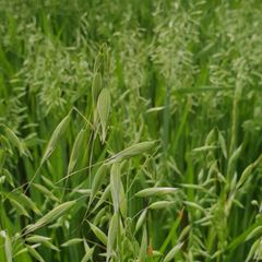 Oats Oats - CHS Broadbent