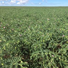 Pulses Pulses - CHS Broadbent