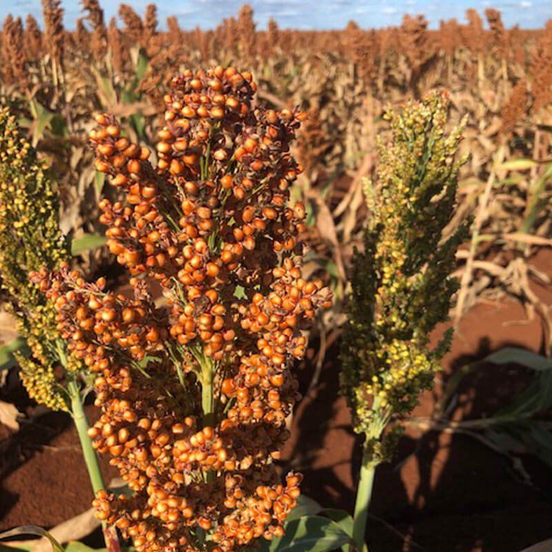 Sorghum Sorghum - CHS Broadbent