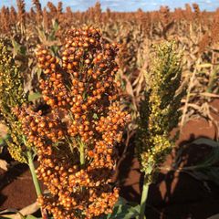 Sorghum Sorghum - CHS Broadbent