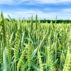 Wheat Wheat - CHS Broadbent