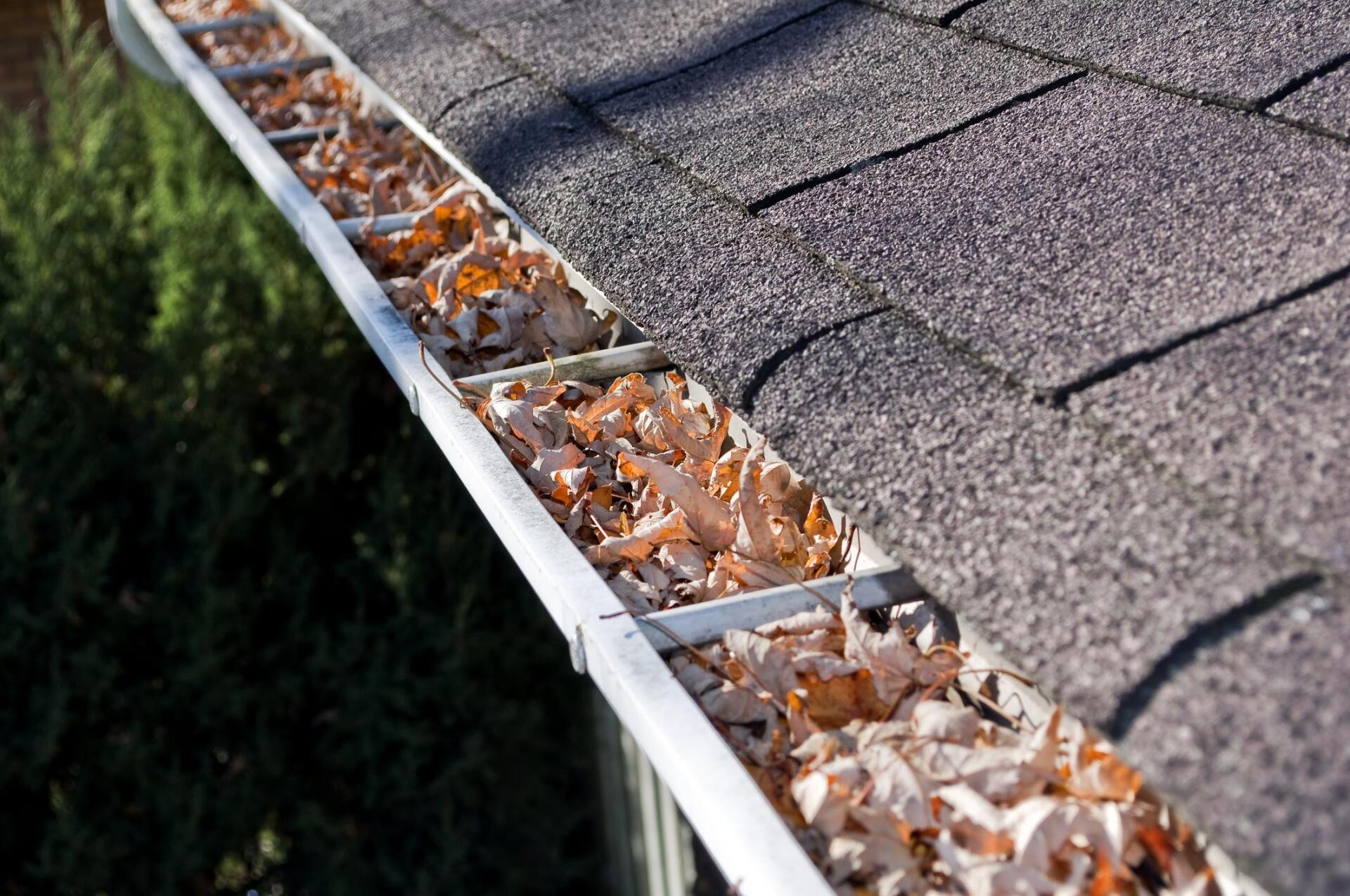 gutter with dry leaves