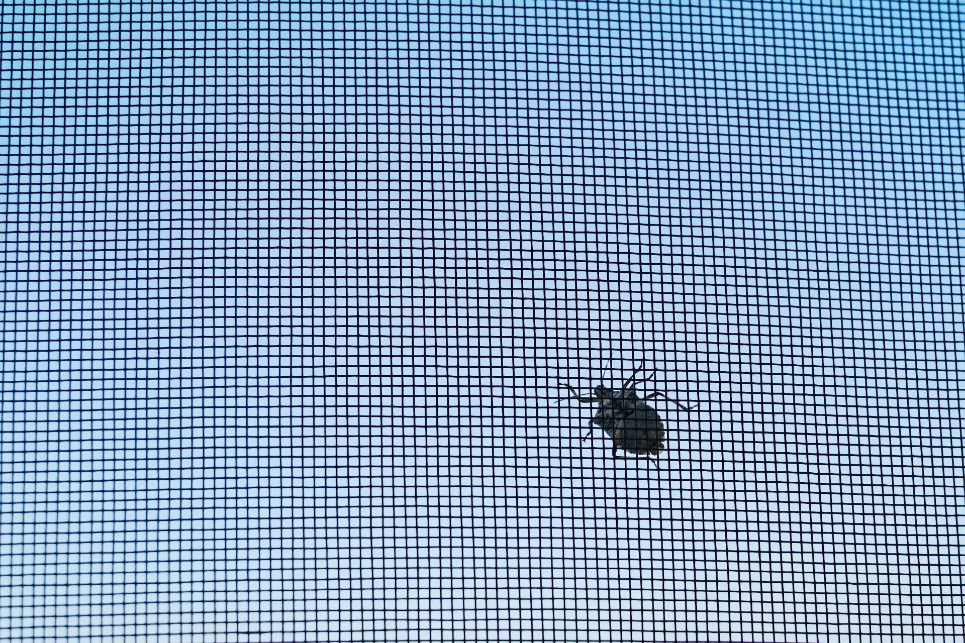 Insektenschutz