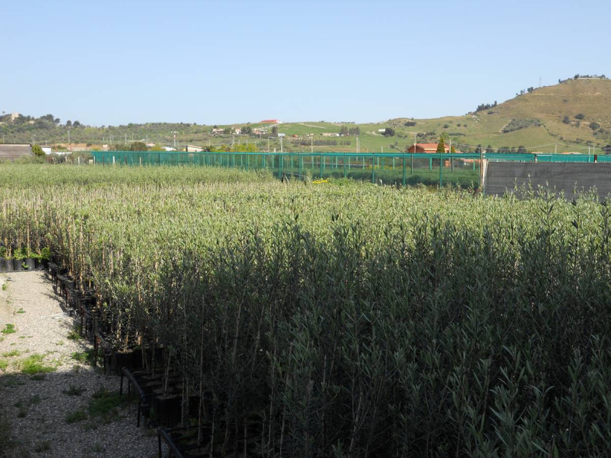 servizi di consulenza agronomica