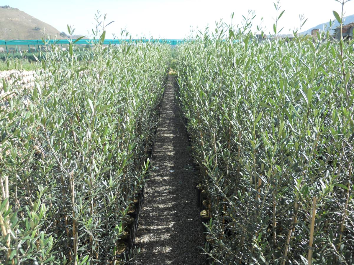coltivazioni agricole