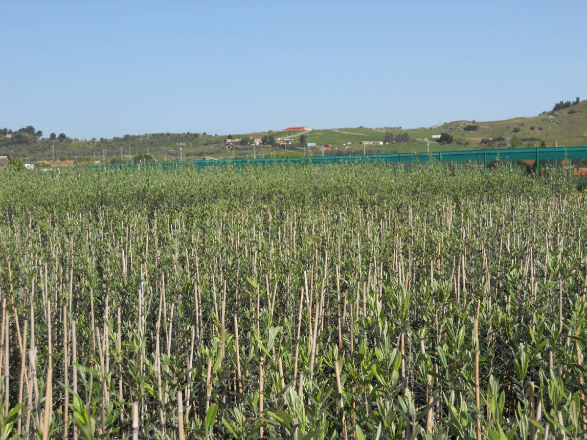 cura delle aree agricole