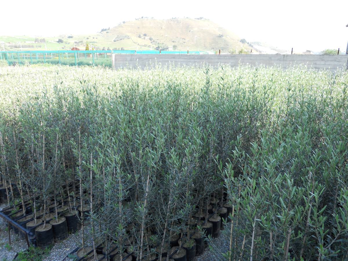 progettazione spazi verdi