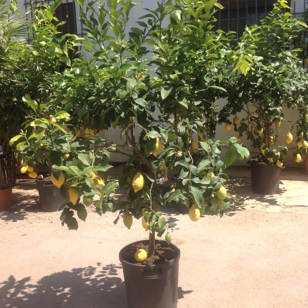 piante da agrumi
