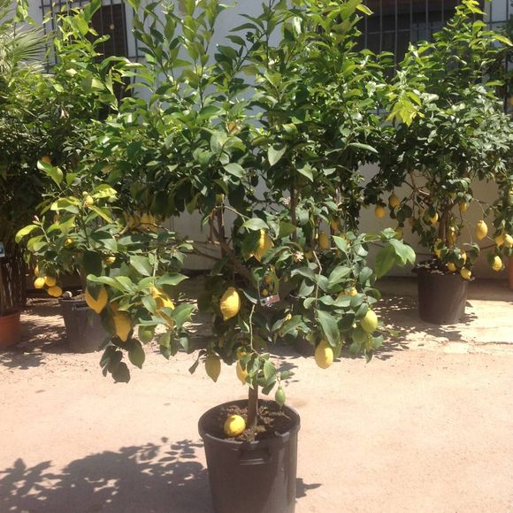 piante da agrumi