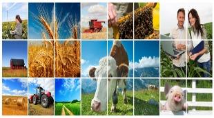 agriculture