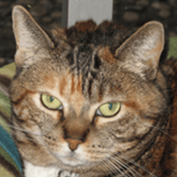 Cali the office cat