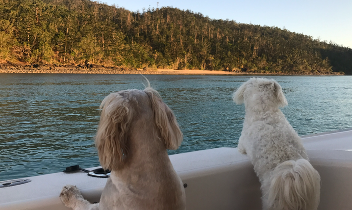 Cat and Dog — Whitsunday Veterinary Surgery In Sugarloaf QLD Cat and Dog — Whitsunday Veterinary Surgery In Sugarloaf QLD