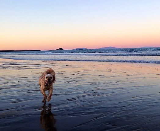 Dog running on beach— Whitsunday Veterinary Surgery In Sugarloaf QLD