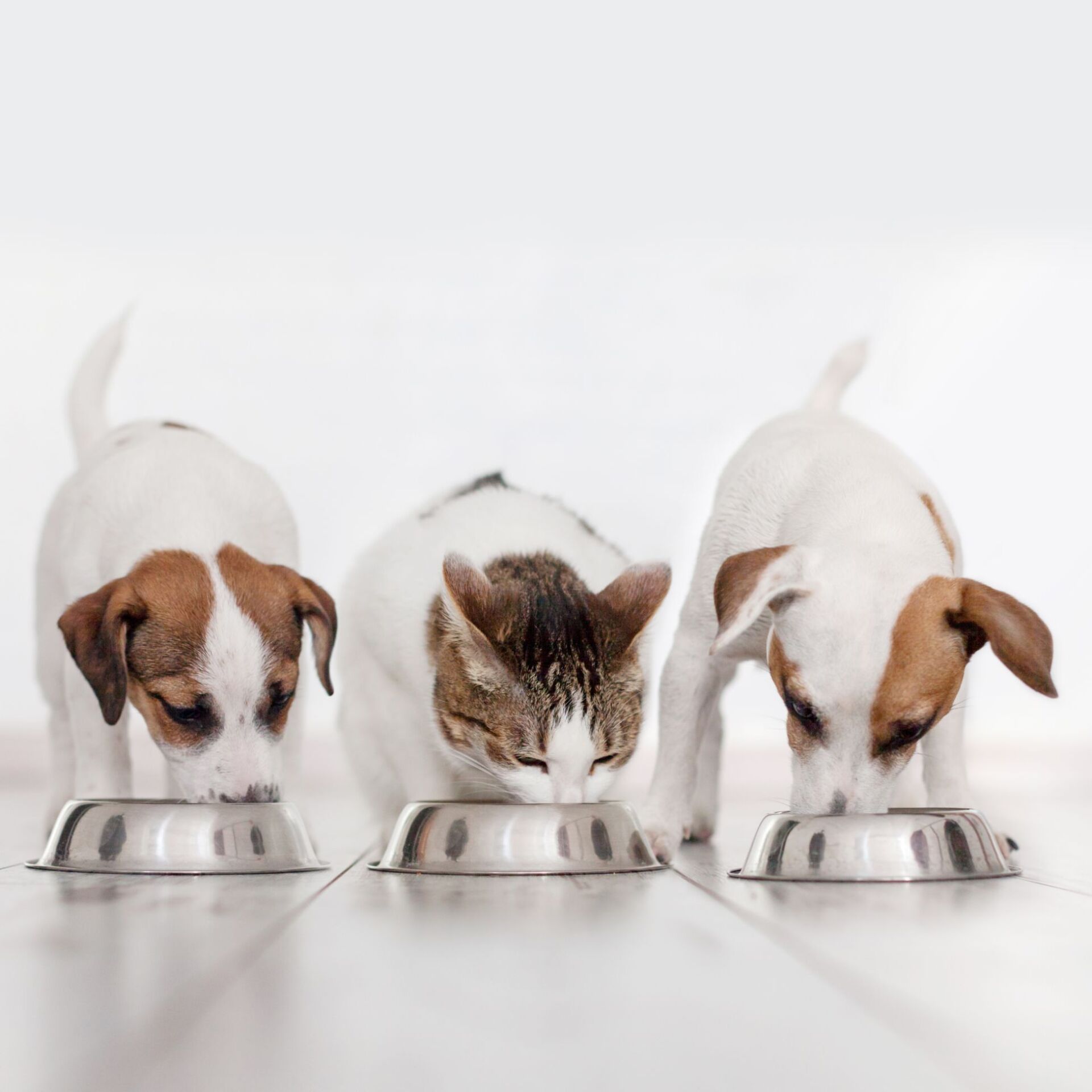 Dog And Cat Eating Food — Whitsunday Veterinary Surgery In Sugarloaf QLD