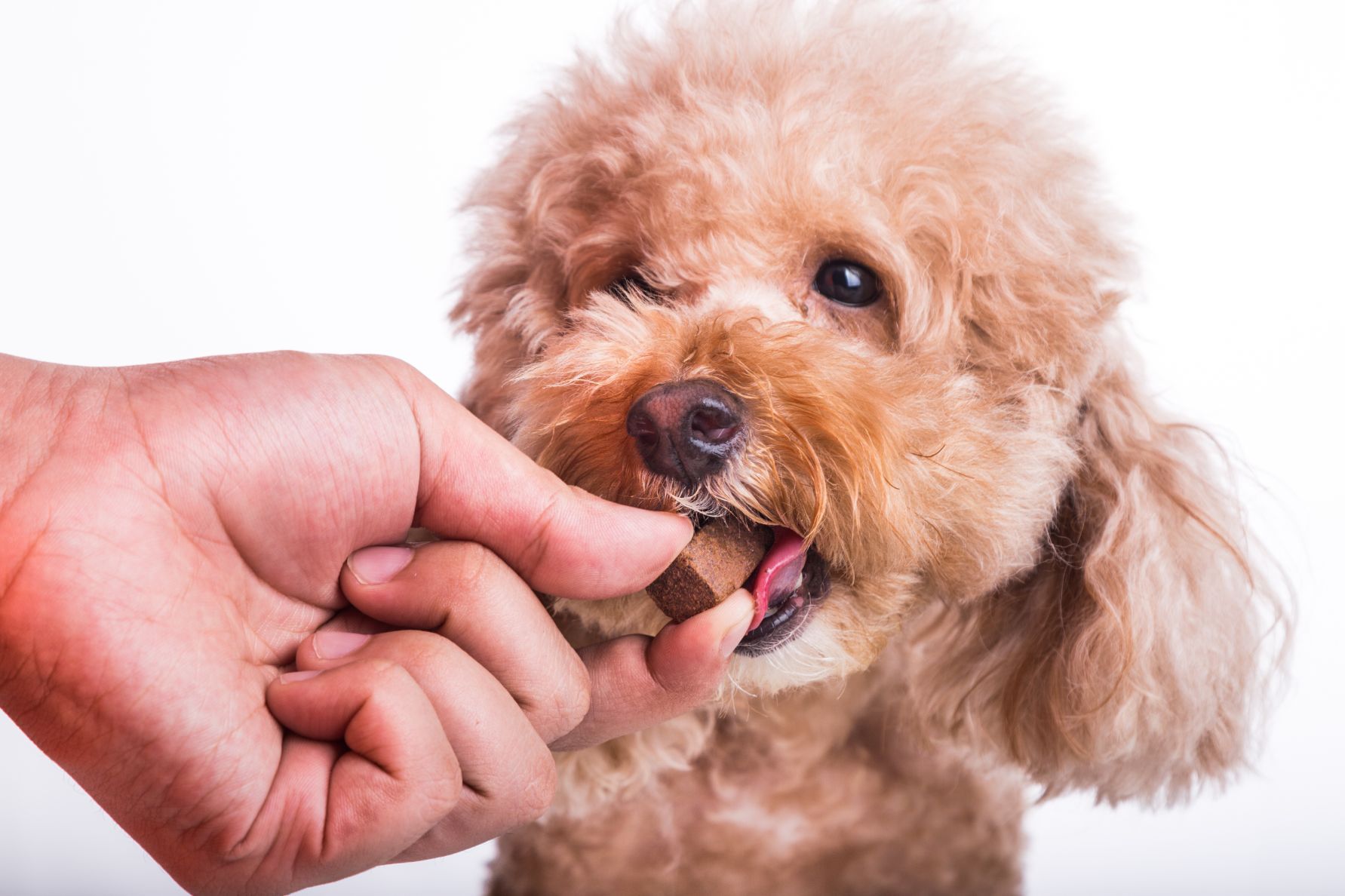 Hand Feeding Pet Dog — Whitsunday Veterinary Surgery In Sugarloaf QLD