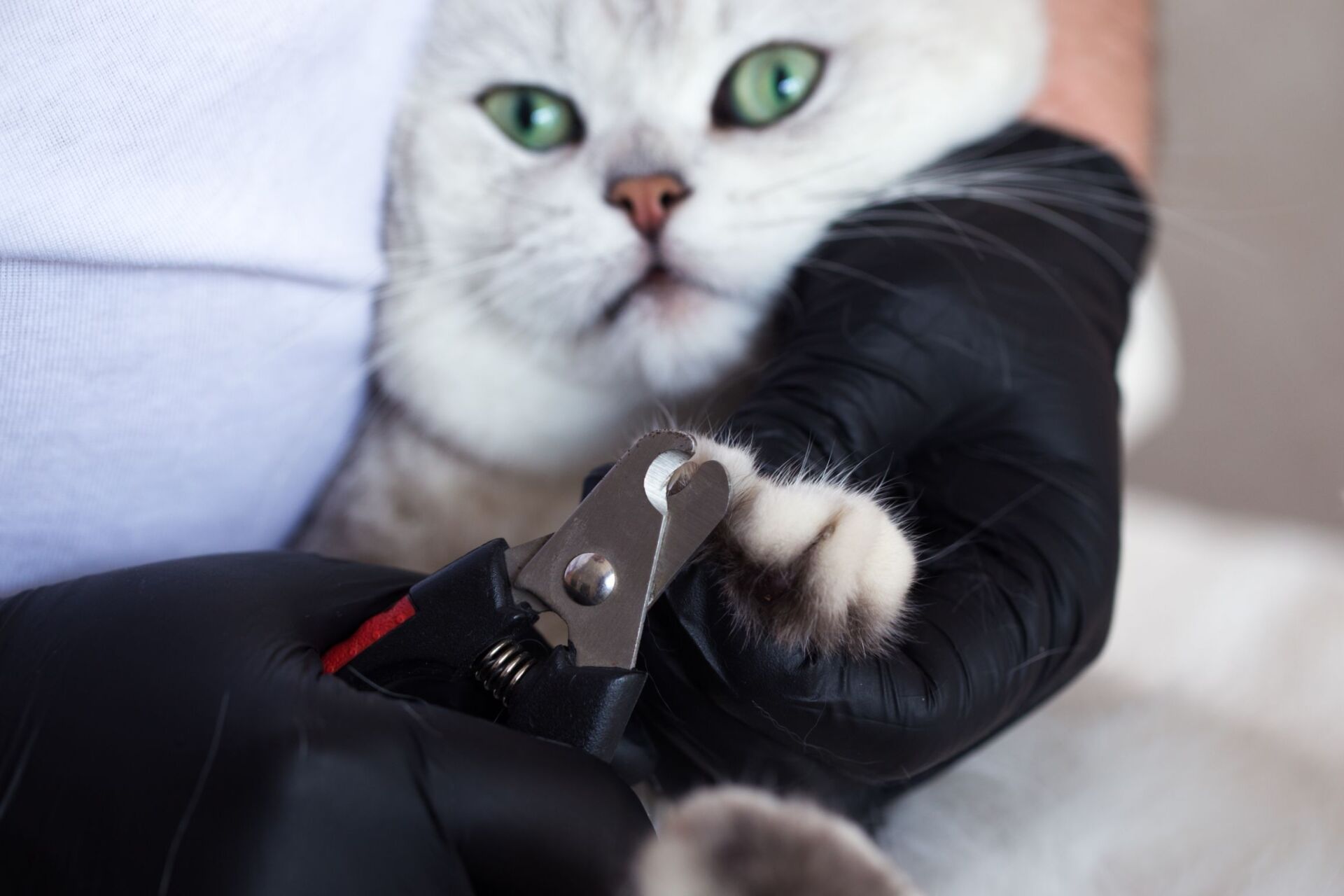 White British Cat Has It's Nail Trimmed — Whitsunday Veterinary Surgery In Sugarloaf QLD