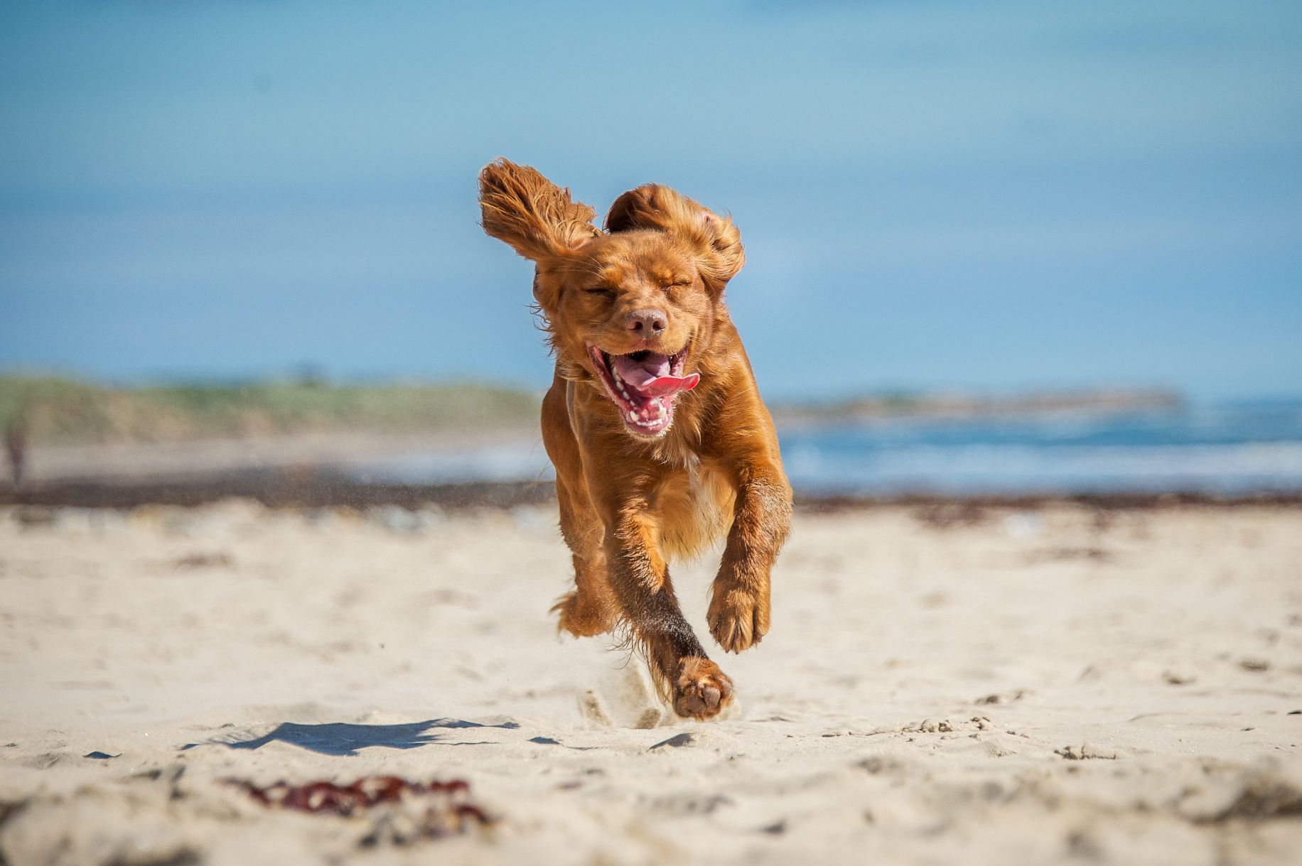 Cocker Spaniel Dog — Whitsunday Veterinary Surgery In Sugarloaf QLD