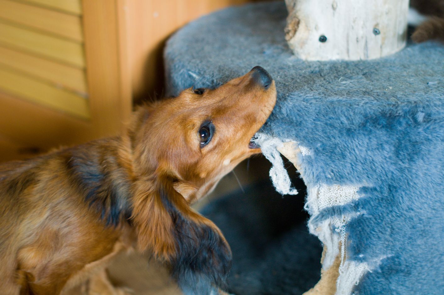 Dog Chews Furniture — Whitsunday Veterinary Surgery In Sugarloaf QLD