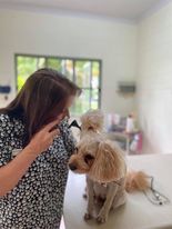 Woman Checking Up The Dog Ear — Whitsunday Veterinary Surgery In Sugarloaf QLD