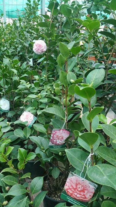 rose in vendita