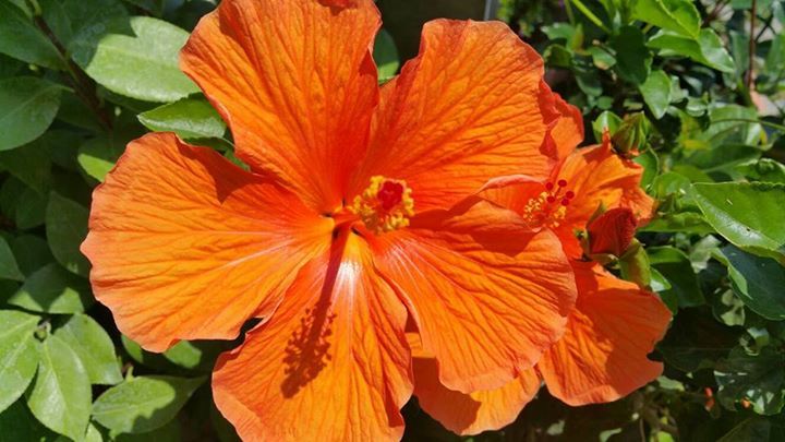 fiore arancione