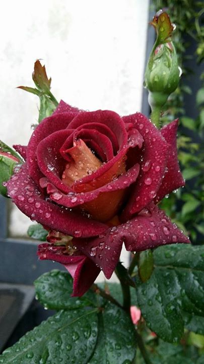 rosa rossa