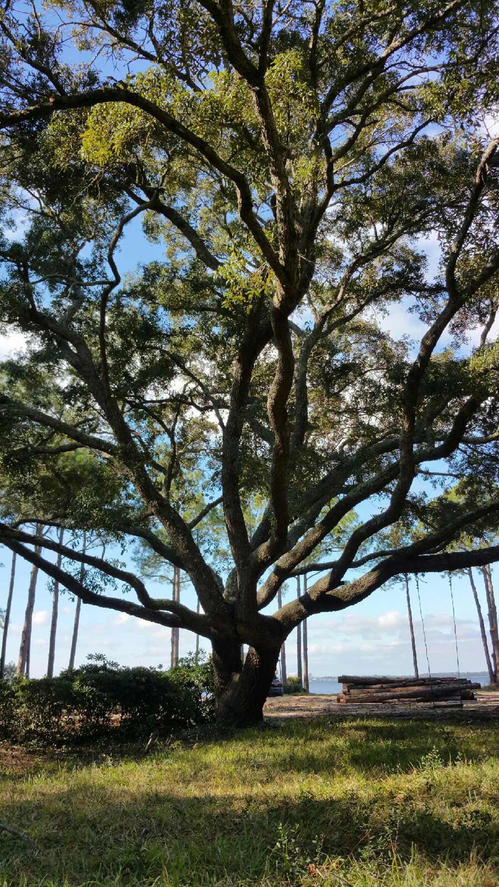Large Oak Tree — Panama City, FL — Arbor Tree Care Large Oak Tree — Panama City, FL — Arbor Tree Care