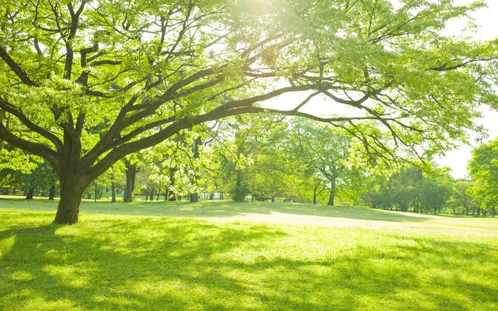 Arborist — Beautiful Trees in Panama City, FL Arborist — Beautiful Trees in Panama City, FL
