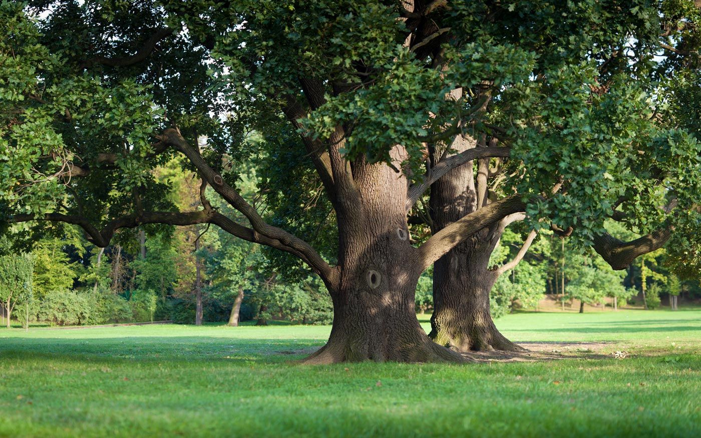 Tree Equipment — Oak Tree in Panama City, FL Tree Equipment — Oak Tree in Panama City, FL