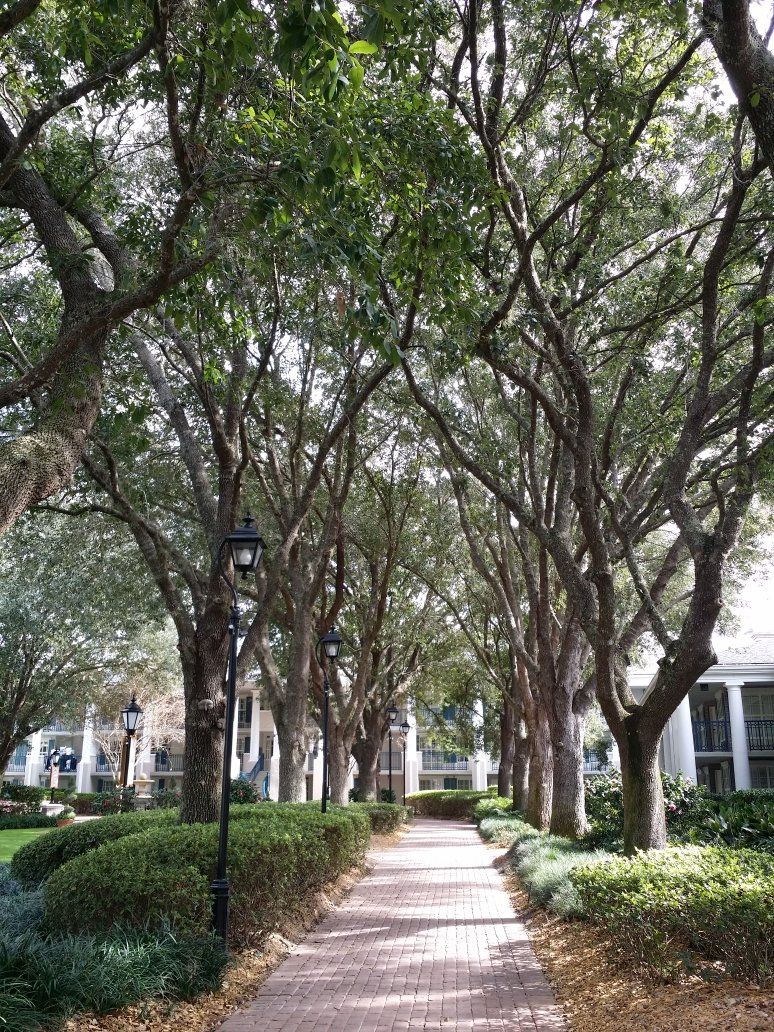 Maintenance Pruning — Walk Path and Trees in Panama City, FL Maintenance Pruning — Walk Path and Trees in Panama City, FL