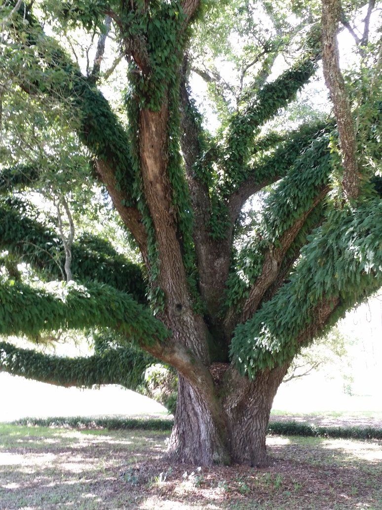 Tree Preservation — Beautiful Large Tree in Panama City, FL Tree Preservation — Beautiful Large Tree in Panama City, FL