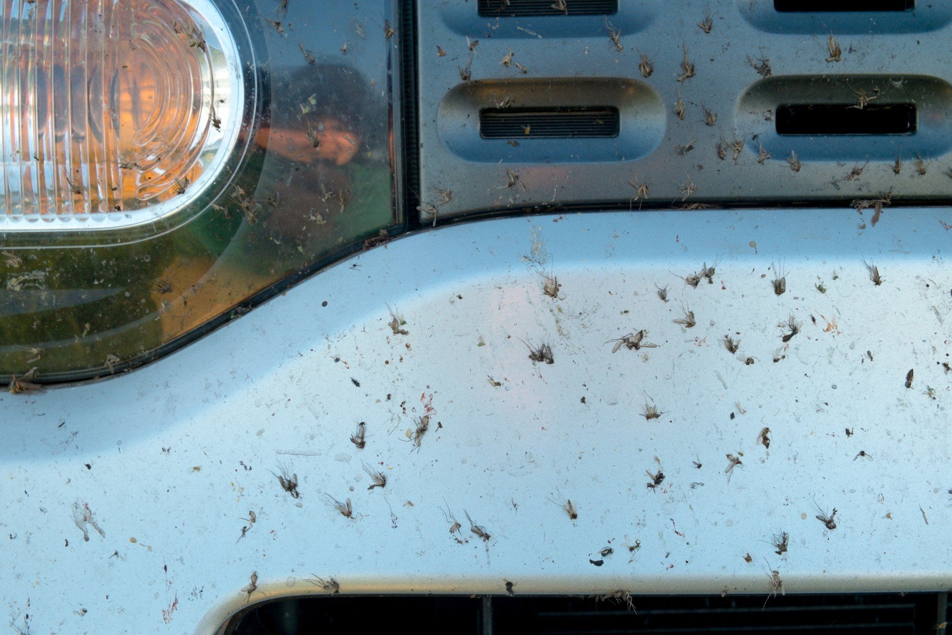 Crushed Insect On Car Bumper — San Lorenzo, CA — PWT Professional Window Tinting & Car Audio